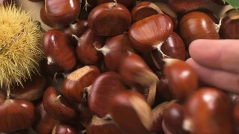 Freshly harvested chestnuts on a rotating table Stock Footage 318523500