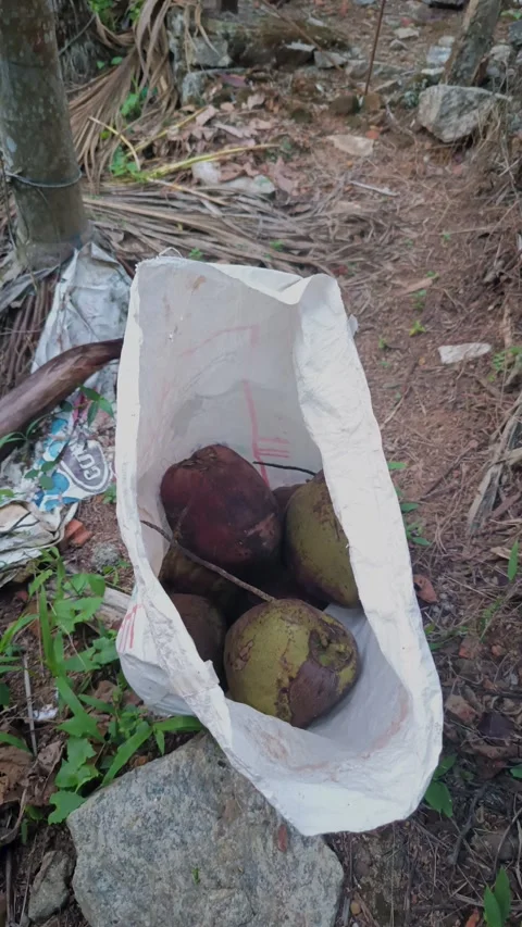 Freshly Harvested Coconuts in a Sack Stock Footage 313149662