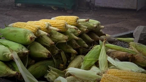 Freshly harvested corn on the cob displayed at a local outdoor market, Stock Footage 342047351
