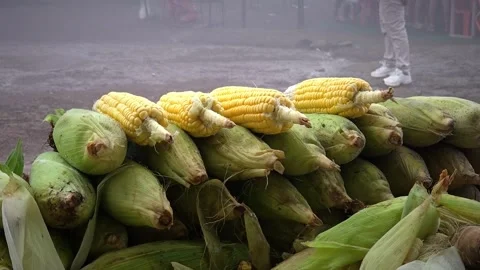 Freshly harvested corn on the cob displayed at a local outdoor market. Stock Footage 342047357