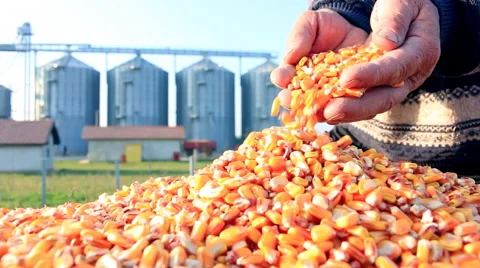 Freshly harvested corn Stock Footage 55886469