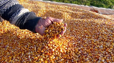 Freshly harvested corn Stock Footage 55886520