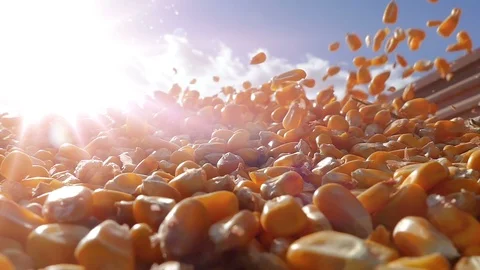 Freshly harvested corn Stock Footage 102779236