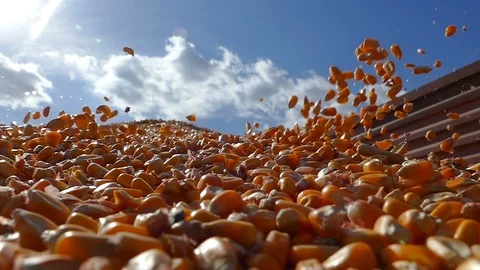 Freshly harvested corn Video stock 102780778