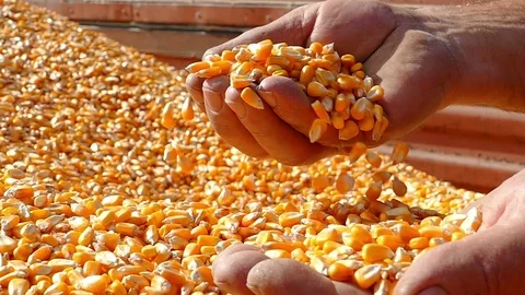 Freshly harvested corn Stock Footage 102784387