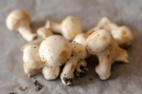 Freshly harvested dirty mushrooms spread on paper, raw and healthy vegetables Stock Photos