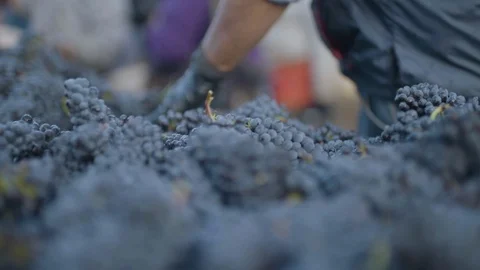 Freshly harvested grapes in container Stock Footage 87807464