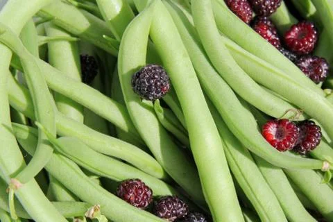 Freshly harvested green string beans and black cap rasberries Stock Photos