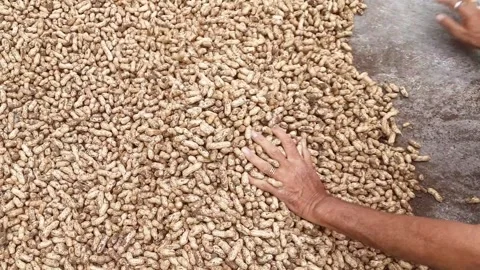Freshly Harvested Groundnuts with Soil Being Gathered and Sorted by Hand Stock Footage 345141665