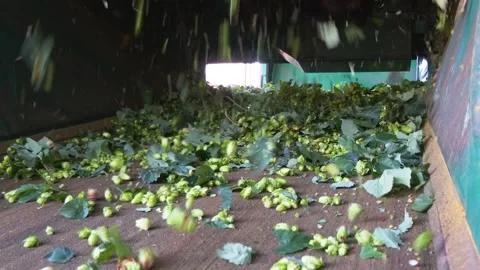 Freshly Harvested Hops Moving Through Processing Equipment Stock-Footage 345654773