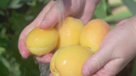 Freshly Harvested Lemons Surrounded by a Refreshing Water Splashing All Around Видео 280779297