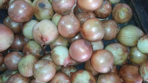 Freshly harvested onion closeup background Stock Photos