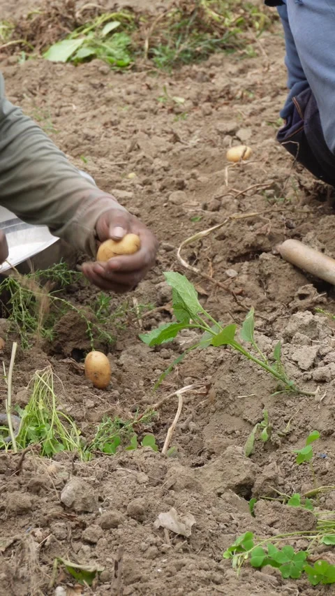 Freshly Harvested Potatoes Stock-Footage 332600963