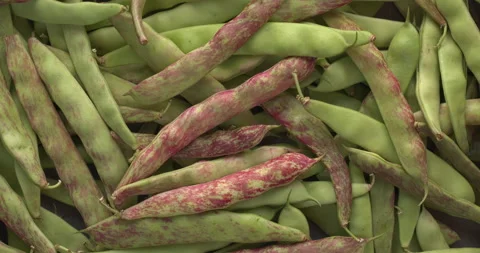 Freshly harvested runner beans. Video stock 280768427