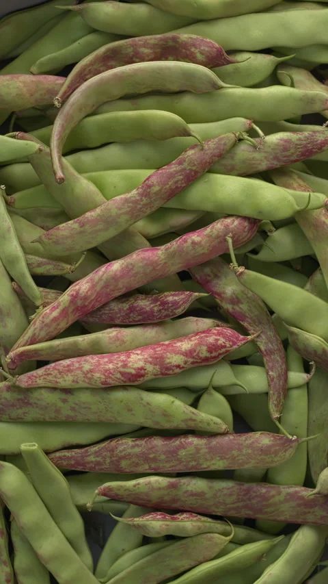 Freshly harvested runner beans. Vertical video. Stock Footage 280768375