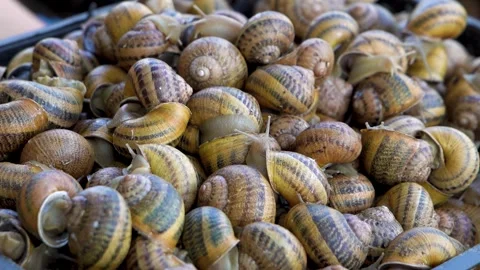 Freshly Harvested Snails Collected for Creating Unique Culinary Delights  Stock Footage 287999683