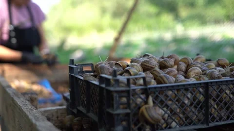 Freshly Harvested Snails Collected for Creating Unique Culinary Delights Stock Footage 287999824