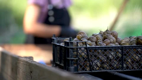 Freshly Harvested Snails Collected for Creating Unique Culinary Delights Stock Footage 288000008