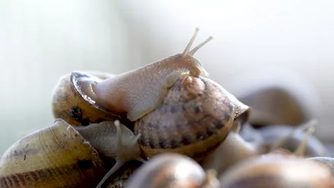 Freshly Harvested Snails Collected for Creating Unique Culinary Delights Stock Footage 288000143
