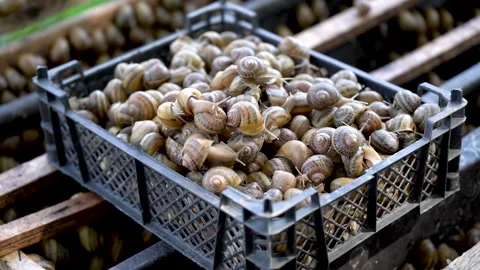 Freshly Harvested Snails Collected for Creating Unique Culinary Delights  Stock Footage 288000247