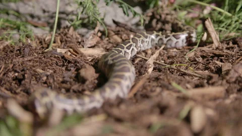 Freshly hatched baby burmese python slithering through the dirt in a Stock Footage 155770967
