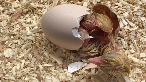 Freshly Hatched Chick Video stock 98242141