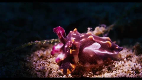 Freshly Hatched Cuttlefish Underwater Macro Footage Stock Footage 340252795