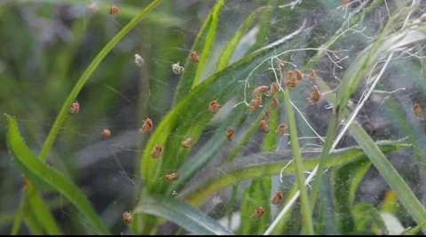 Freshly hatched tiny spiders in a web on a meadow Vídeos de archivo 901551