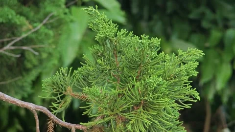 Freshly juniper trees with exposed roots for landscaping. Stock Footage 304943023