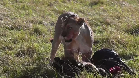 Freshly killed wildebeest being devoured by a lioness Stock Footage 222164855
