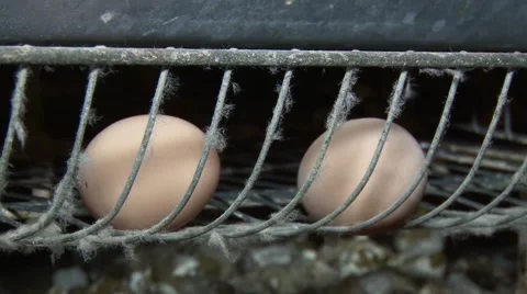 Freshly laid eggs Stock Footage 48806283