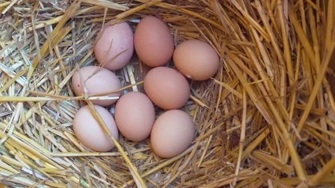 Freshly laid free range light brown hens eggs nestled in a bed of straw Stock Footage 229968499