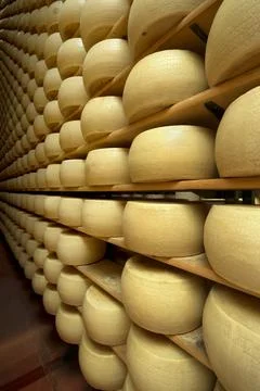 Freshly made wheels of cheese in a maturing cellar Stock Photos