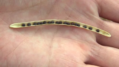 Freshly open pod rape mature oilseeds of rapeseed oil (Brassica napus) in hand Stock Footage 77960188