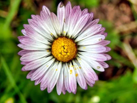Freshly Opened Daisy. Stock Photos