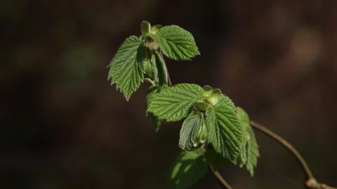 Freshly opened leaves in early Spring. England. UK Video stock 306219936
