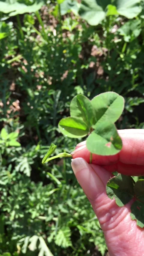 A freshly picked 4 leaf clover Stock Footage 161755519