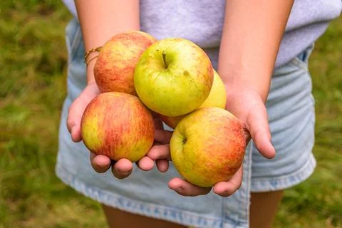 Freshly picked apples 스톡 사진
