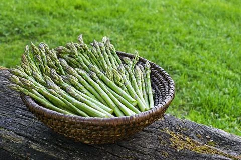 Freshly picked Asparagus in to basket Stock Photos