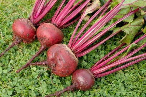 Freshly picked beetroot vegetables Stock Photos