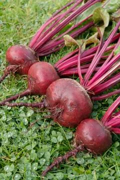 Freshly picked beetroot vegetables Stock Photos