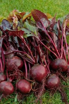 Freshly picked beetroot vegetables Stock Photos
