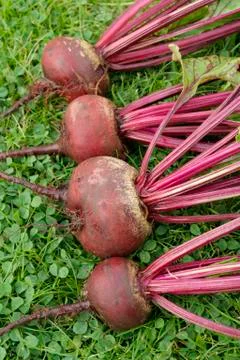 Freshly picked beetroot vegetables Stock Photos