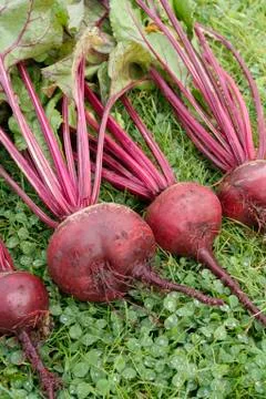 Freshly picked beetroot vegetables Stock Photos