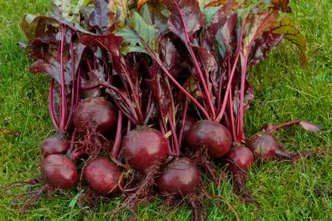 Freshly picked beetroot vegetables Stock Photos