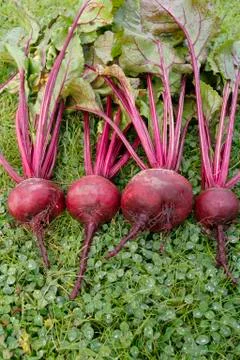 Freshly picked beetroot vegetables Stock Photos