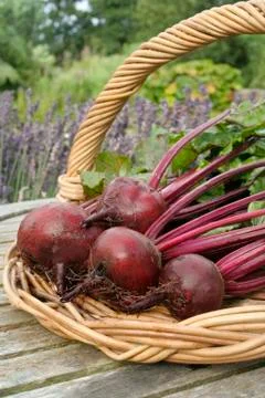 Freshly picked beetroot vegetables Stock Photos