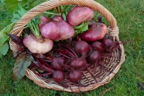 Freshly picked beetroot vegetables Stock Photos