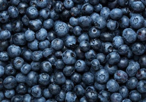 Freshly picked blueberries background, texture with copy space Stock Photos