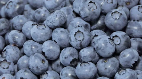 Freshly picked blueberries, close up Stock Footage 218004696